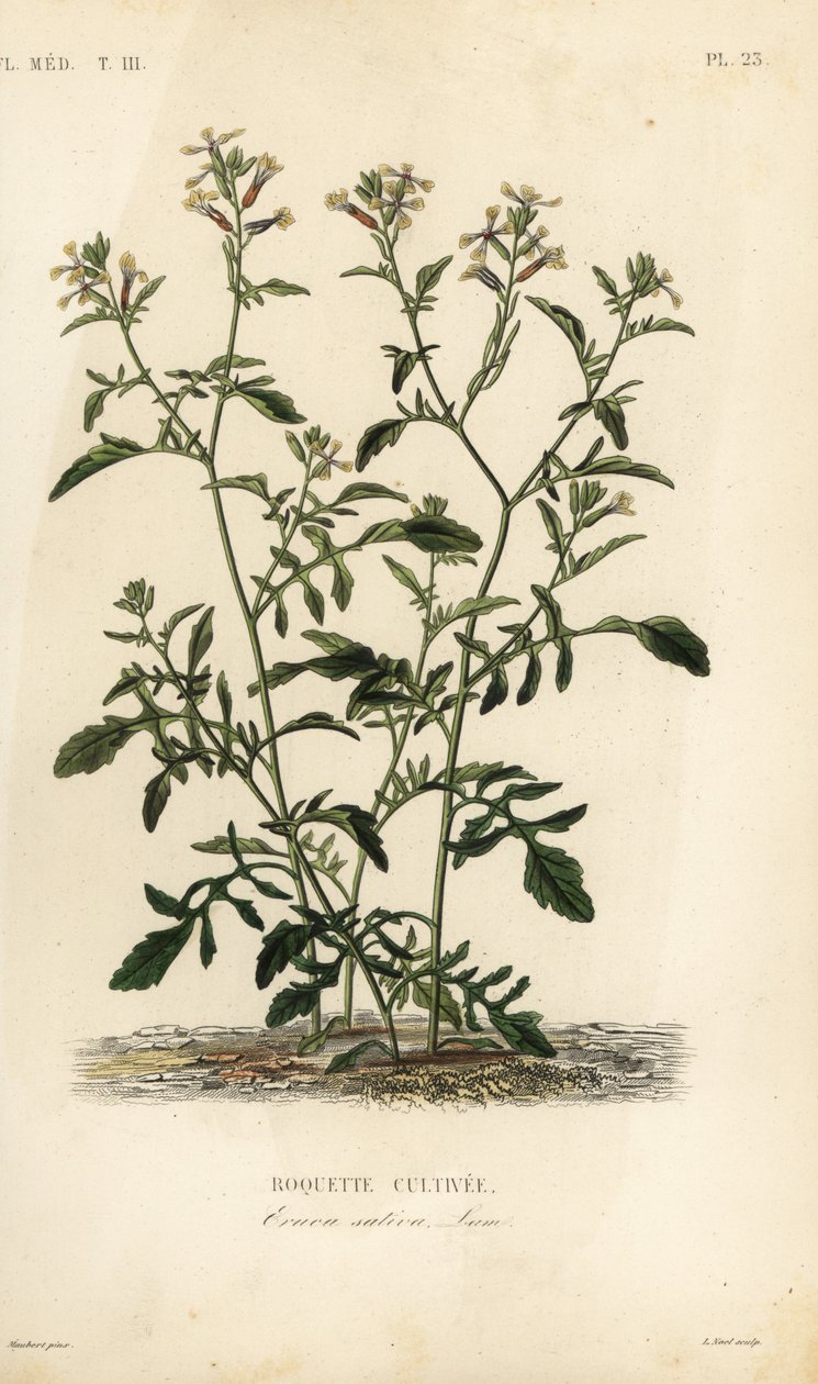 Raket eller ruccola, Caterpillar vesicaria, Caterpillar sativa, Roquette cultivee av Unbekannt