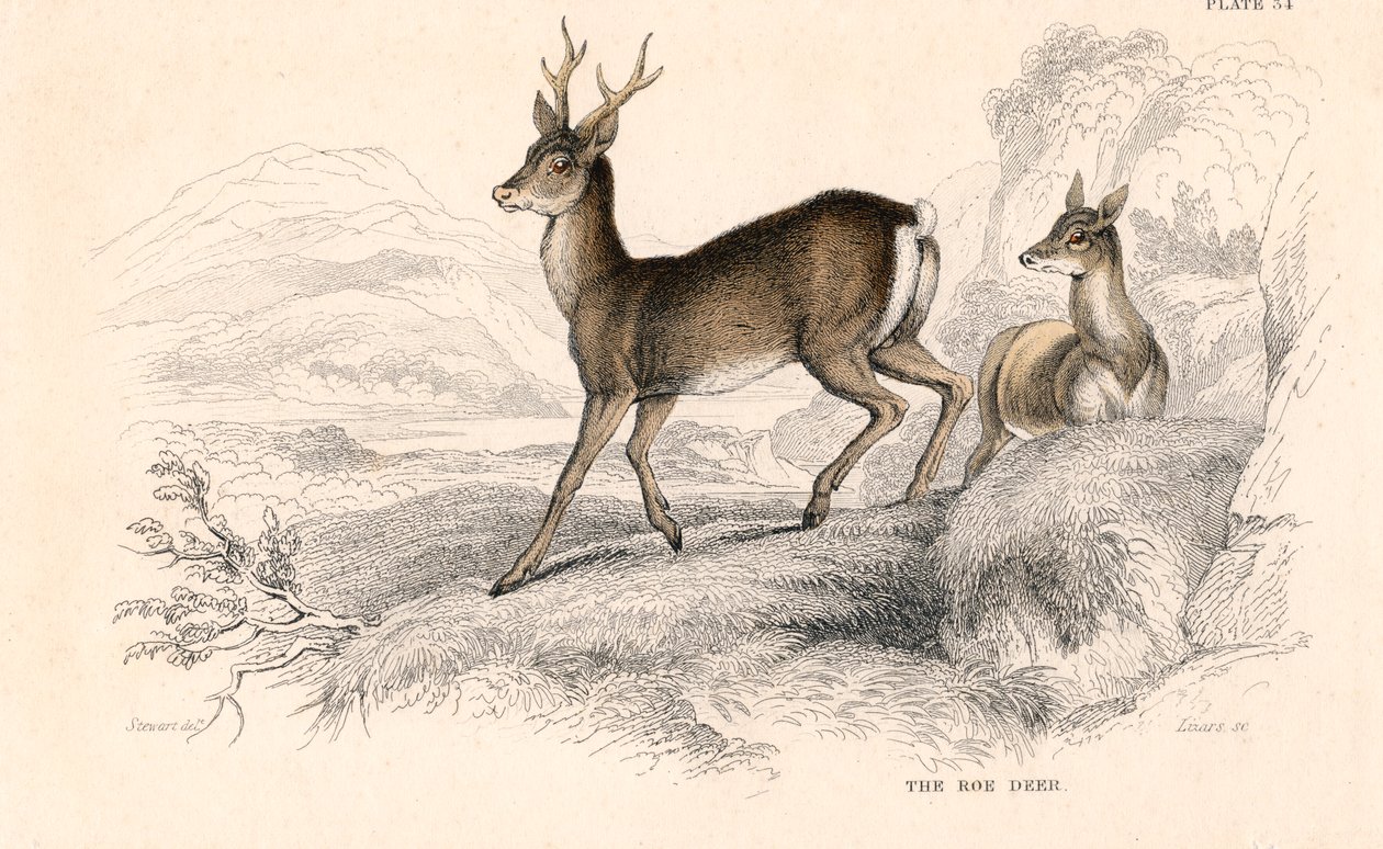 Rådjur Capreolus capreolus, eurasisk rådjursart, 1828 av Unbekannt