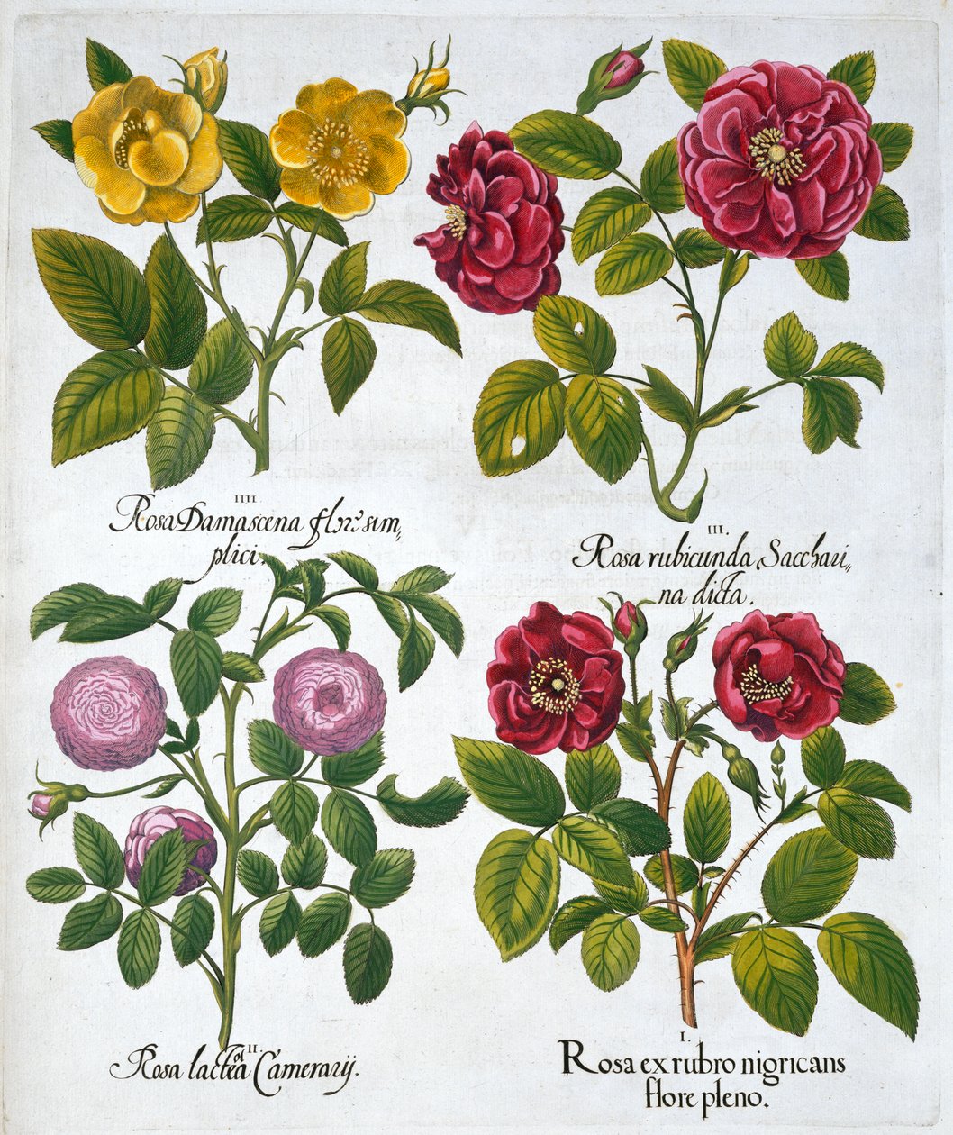 Rosor, 1613 av Unbekannt