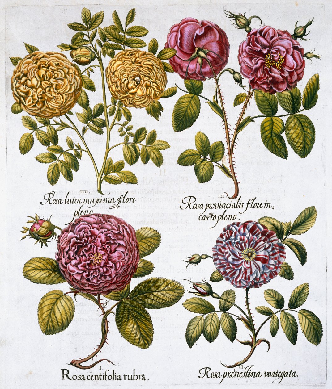 Rosor, 1613 av Unbekannt
