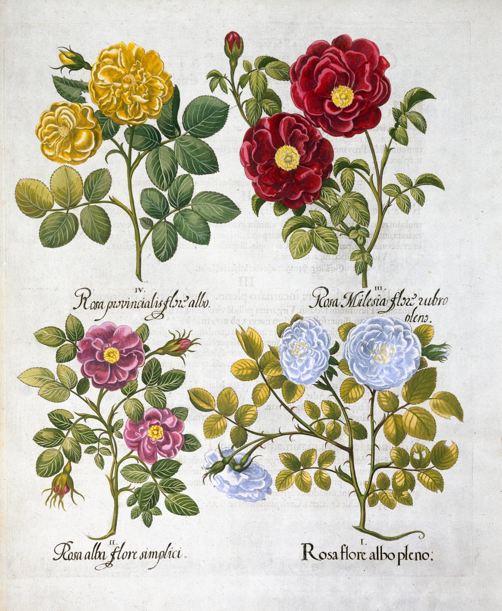 Rosor, 1613 av Unbekannt