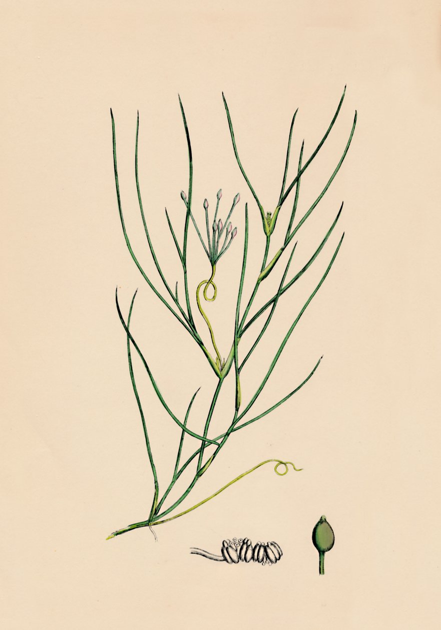 Ruppia spiralis. Greater Ruppia, 1800-talet av Unbekannt