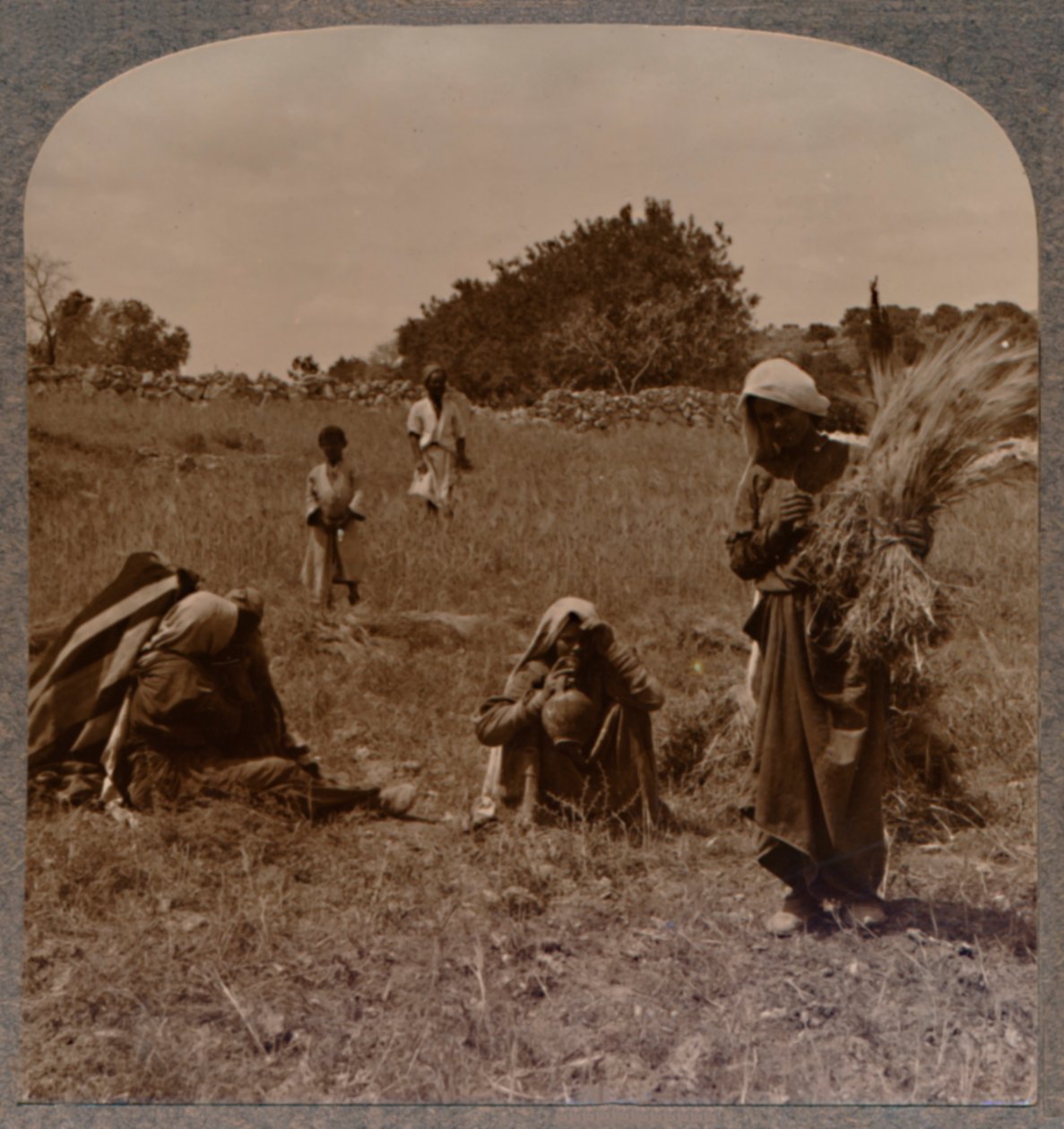 Rut plockar på Boas fält, ca 1900 av Unbekannt