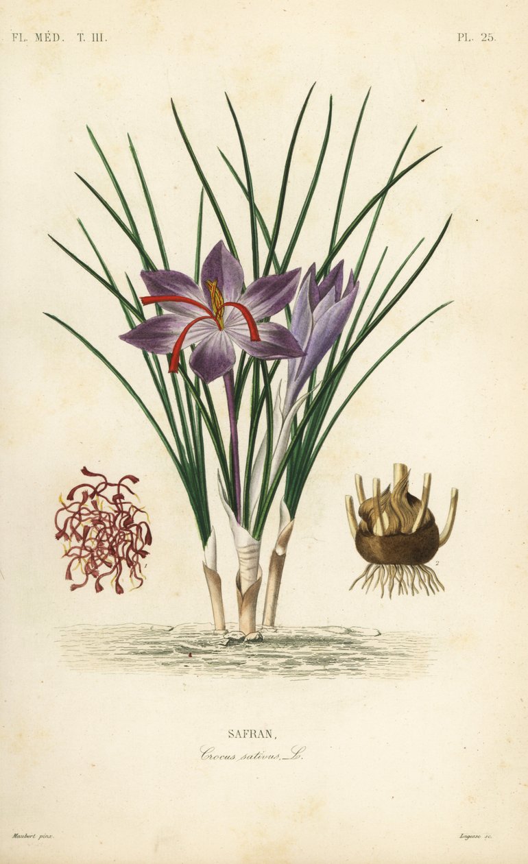 Saffranskrokus, Crocus sativus, Safran av Unbekannt