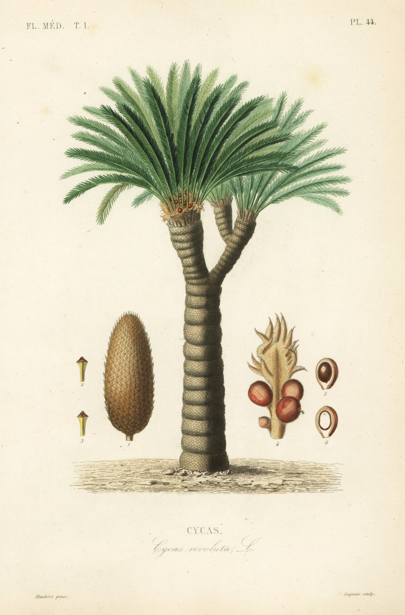 Sagopalm, kung sago, sago cycad eller japansk sagopalm, Cycas revoluta, Cycas av Unbekannt
