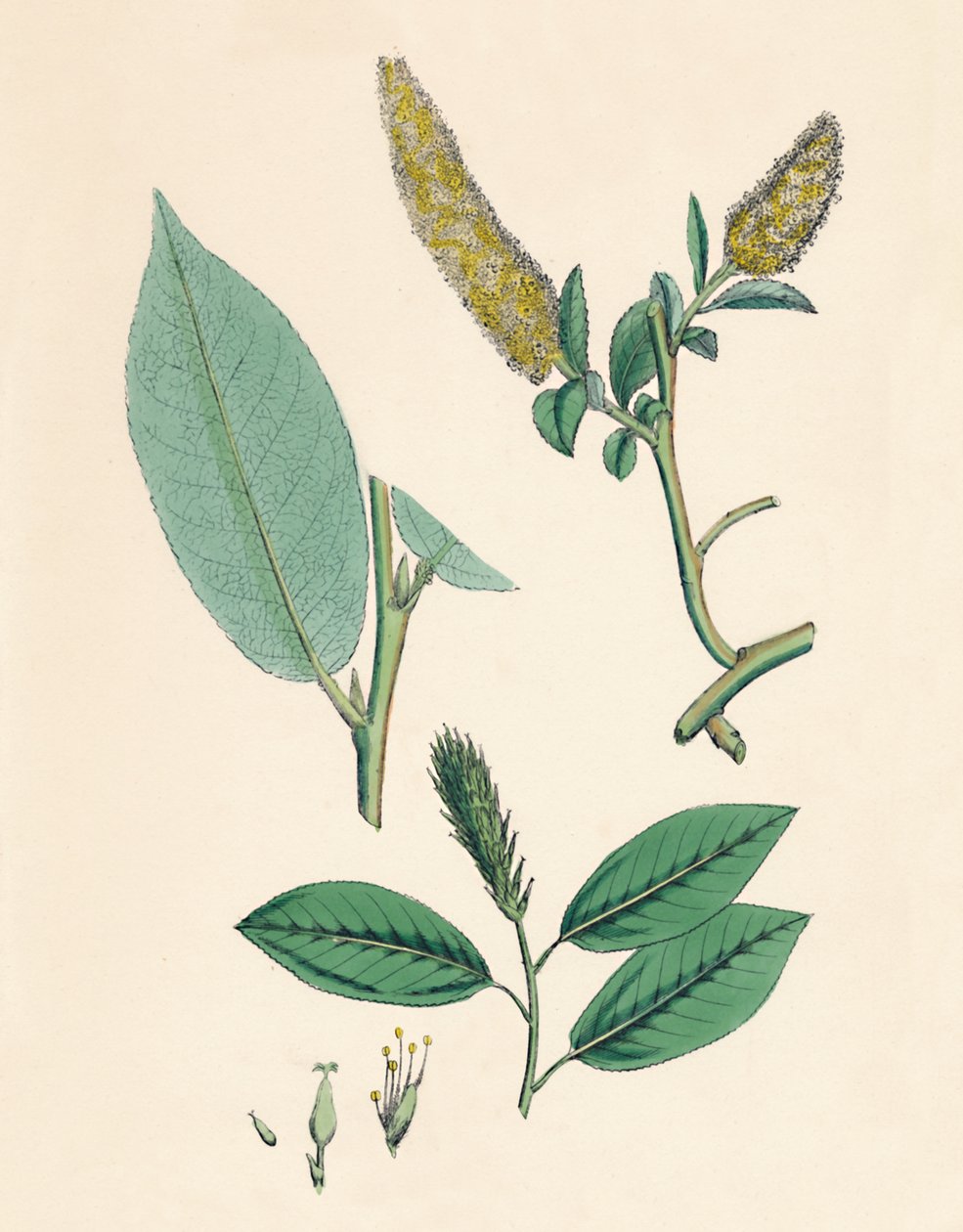 Salix pentandra. Bay-leaved Willow, 1800-tal av Unbekannt