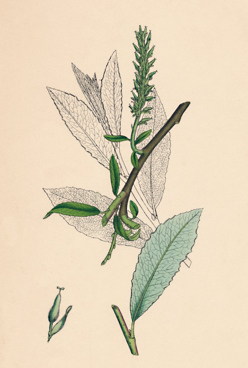 Salix phylicifolia, var. radikaler. Tebladig Sallow, var. a., 1800-talet av Unbekannt