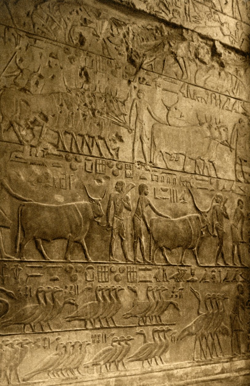 Saqqara - Ptahoteps grav - Väggdekoration, c1918-c1939. av Unbekannt