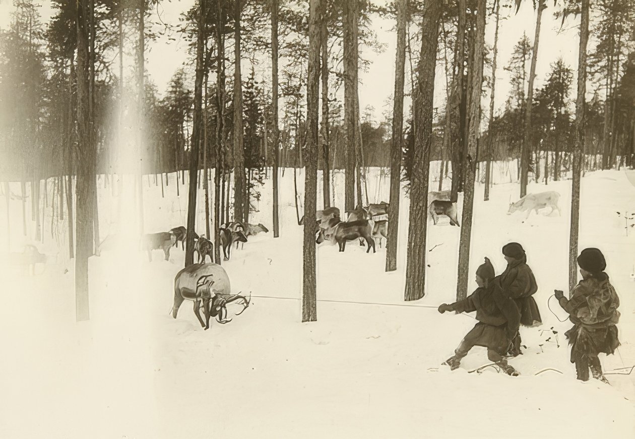 Sverige. Trasa (frö) när man fångar en ren. Omkring 1900 av Unbekannt