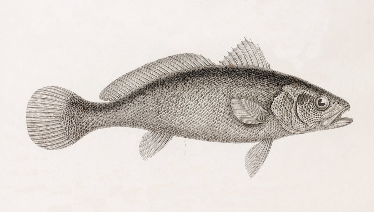 Science Corb, närbild av Unbekannt