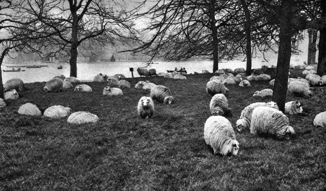 Skotska får vid Serpentine, Hyde Park, London, 1926-1927 av Unbekannt
