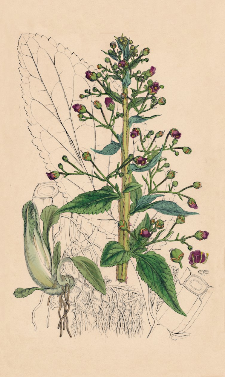 Scrophularia Ehrharti. Ehrharts Water-Betony, 1800-talet av Unbekannt