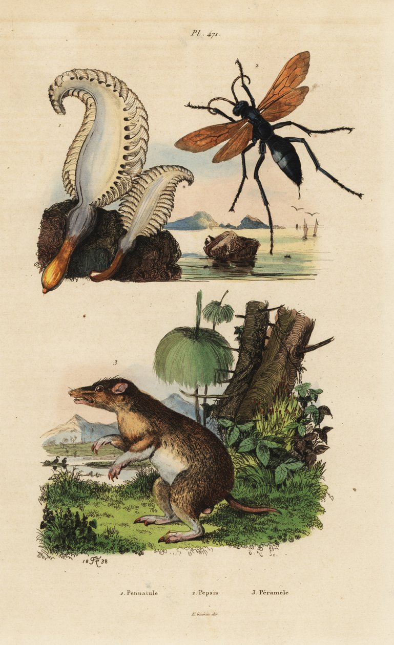 Havspenna, Pennatula phosphorea 1, spindelgeting, Pepsis limbata 2 och långnossnäbb, Perameles nasuta 3 av Unbekannt