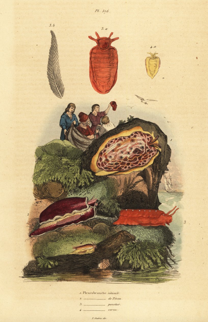 Havssniglar: Pleurobranchus reticulatus 1, Berthellina citrina 3, Pleurobranchus peronii 2,4 av Unbekannt