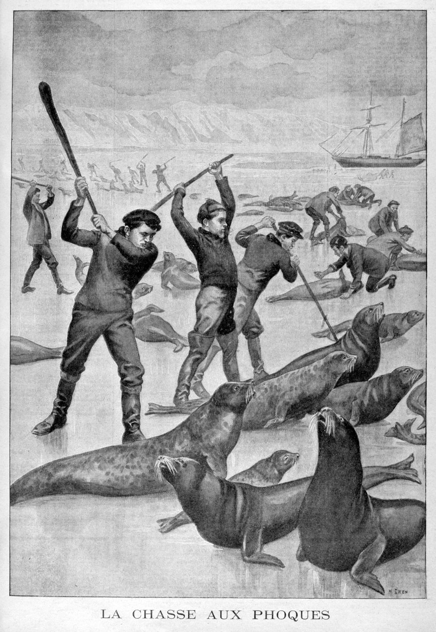 Säljakt, Newfoundland, 1902 av Unbekannt