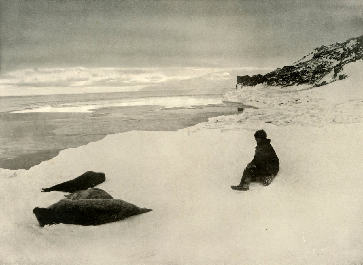 Seals at the Ice-Edge, c1908, 1909 av Unbekannt