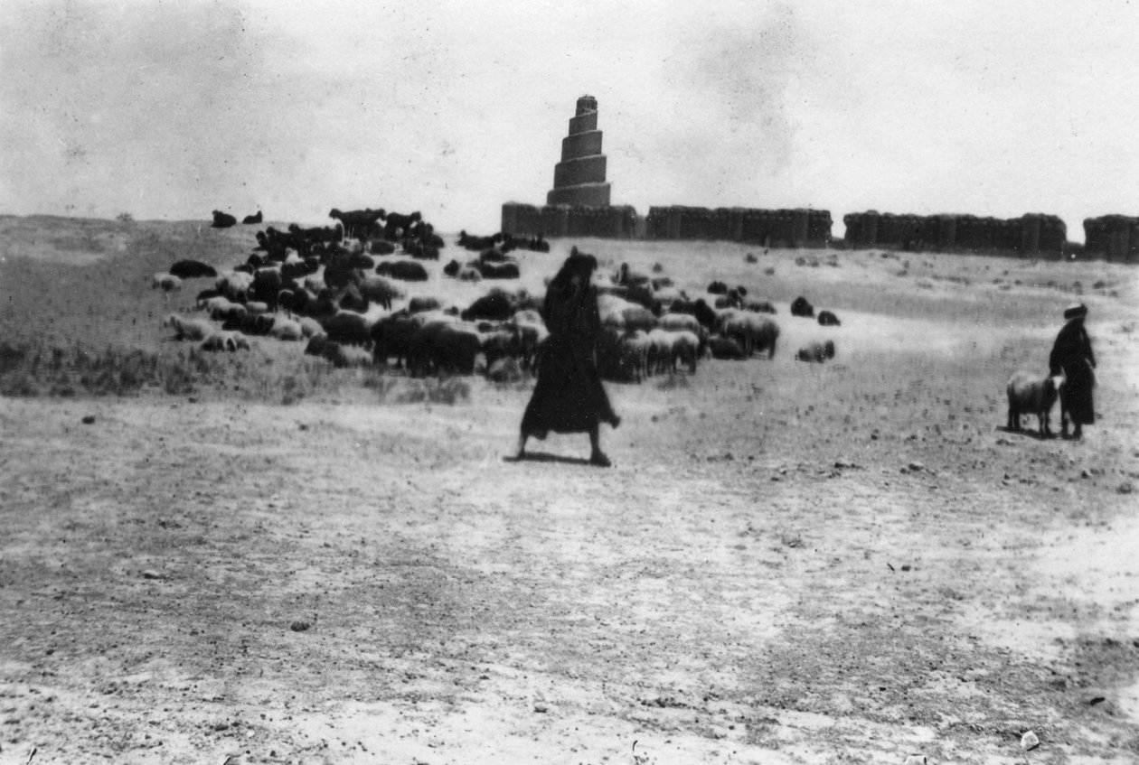 Får som betar utanför Samarra, Mesopotamien, 1918 av Unbekannt
