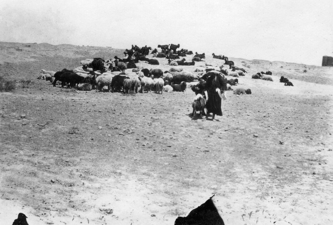 Får som betar utanför Samarra, Mesopotamien, 1918 av Unbekannt