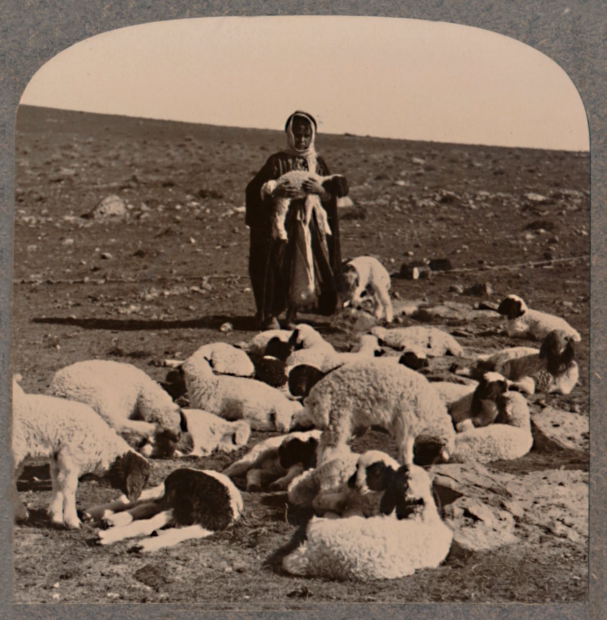 Herde och flock, c1900 av Unbekannt