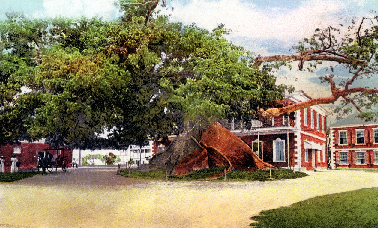Silk Cotton Tree, Nassau, New Providence, Bahamas, c1900-talet av Unbekannt