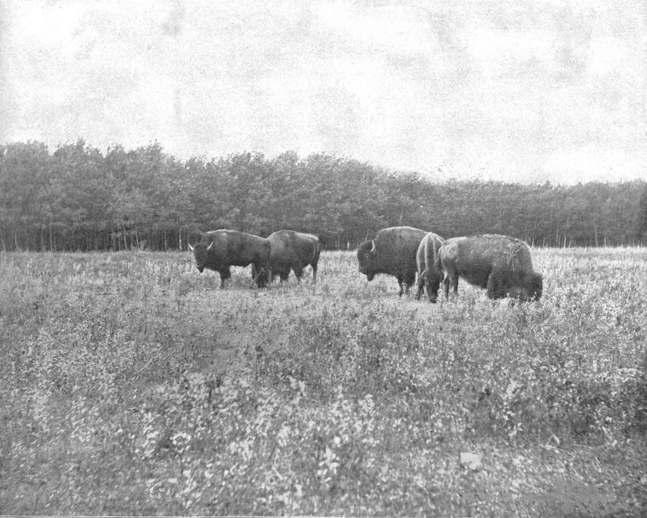 Silver Heights, Winnipeg, Kanada, c1900. av Unbekannt