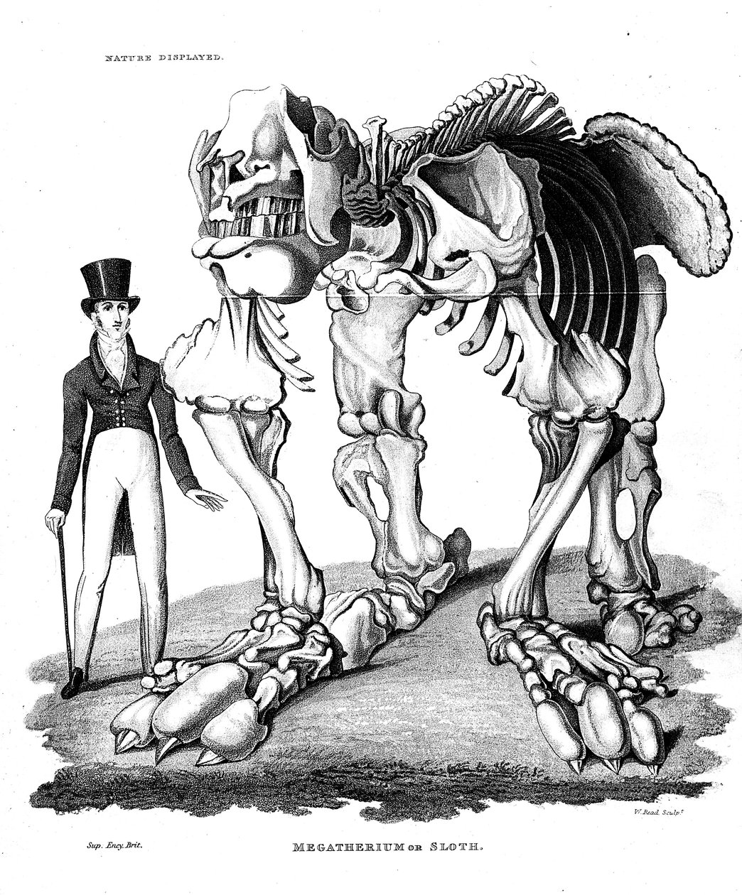 Skelett av Megatherium, utdöd gigantisk jordslöja, 1823 av Unbekannt