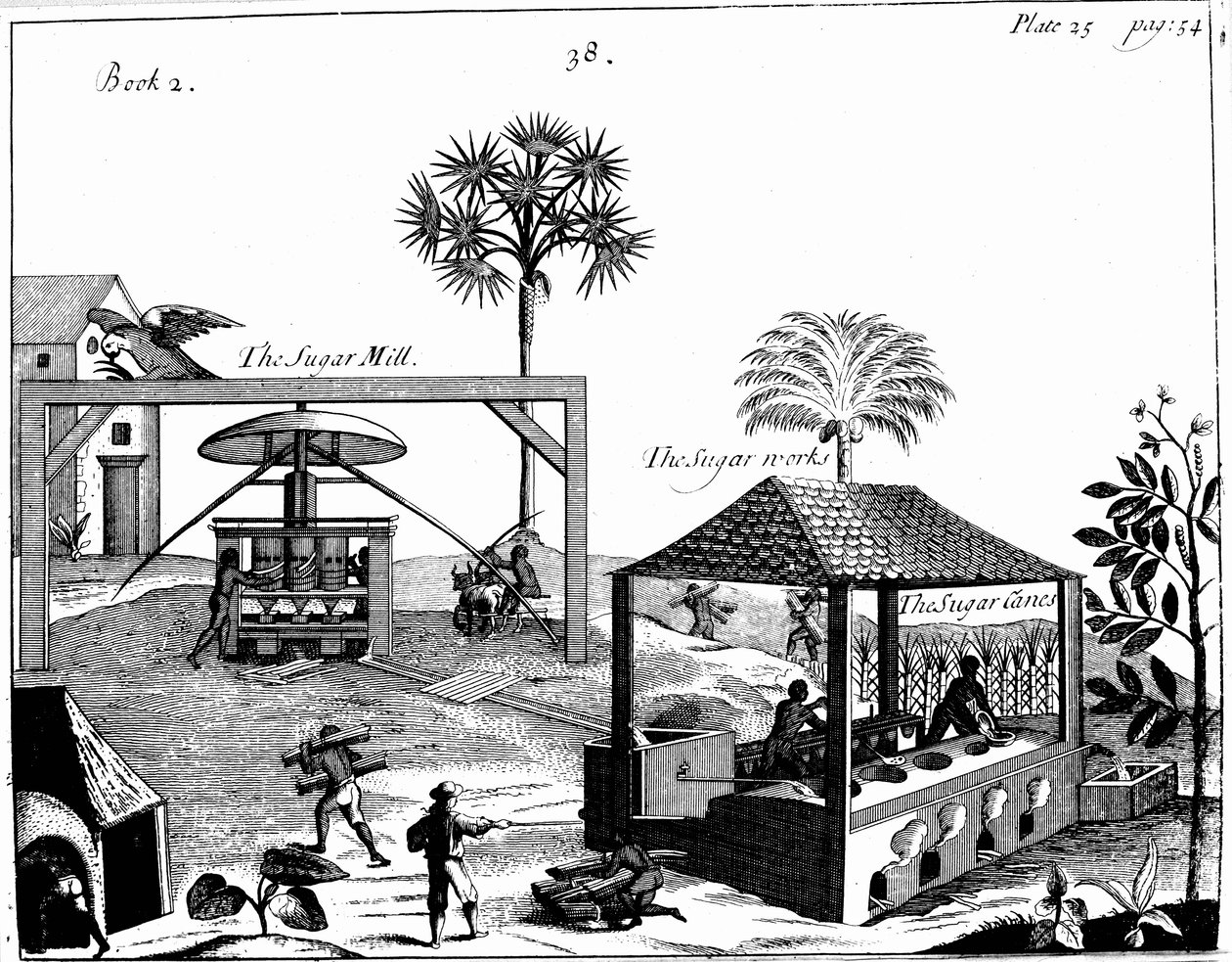 Slavarbete på en sockerplantage i Västindien, 1725 av Unbekannt