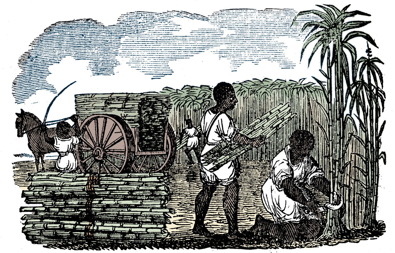 Slavar som skördar sockerrör i Louisiana, 1833 av Unbekannt