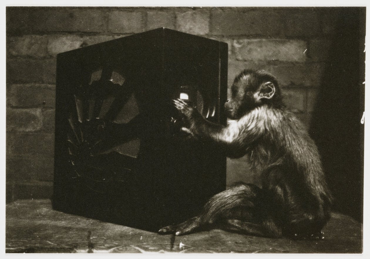 Liten apa som leker med urtavlarna på en radio, tagen av en okänd fotograf omkring 1935 av Unbekannt