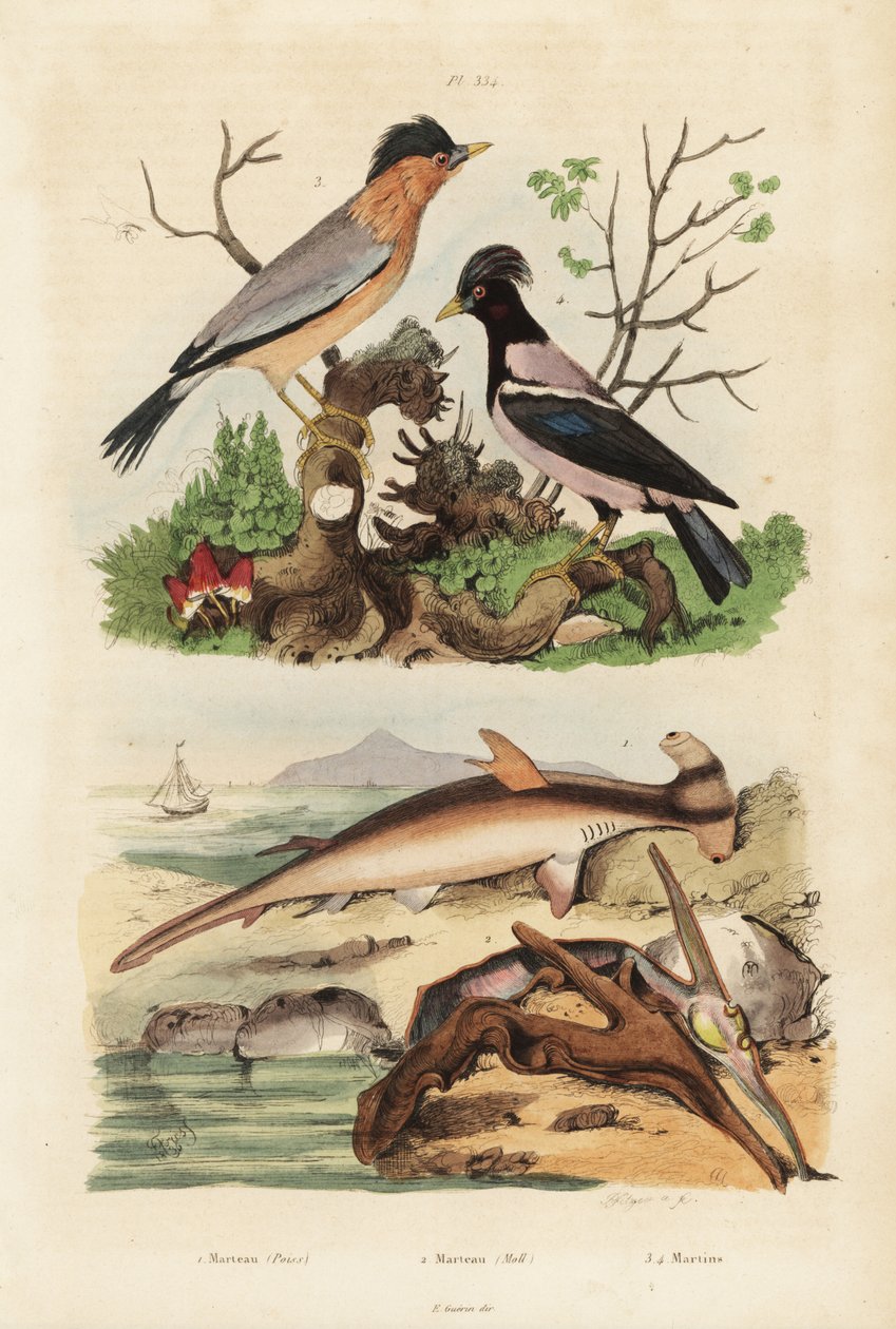 Slät hammarhuvud, Sphyrna malleus 1, hammarostron, Malleus malleus 2, brahminy myna, Sturnia pagodarum 3 och rosenstare, Pastor roseus 4 av Unbekannt