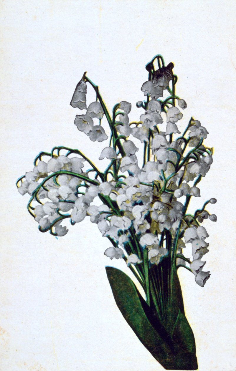 Snödroppe, fransk blomma vykort, c1900 av Unbekannt