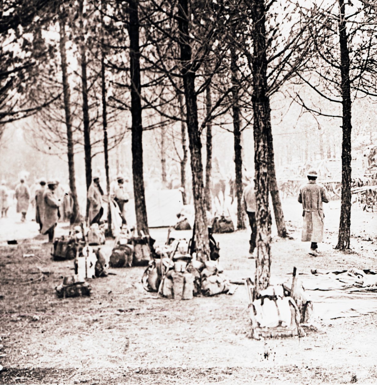 Soldater och flockar i skogen, c1914-c1918 av Unbekannt