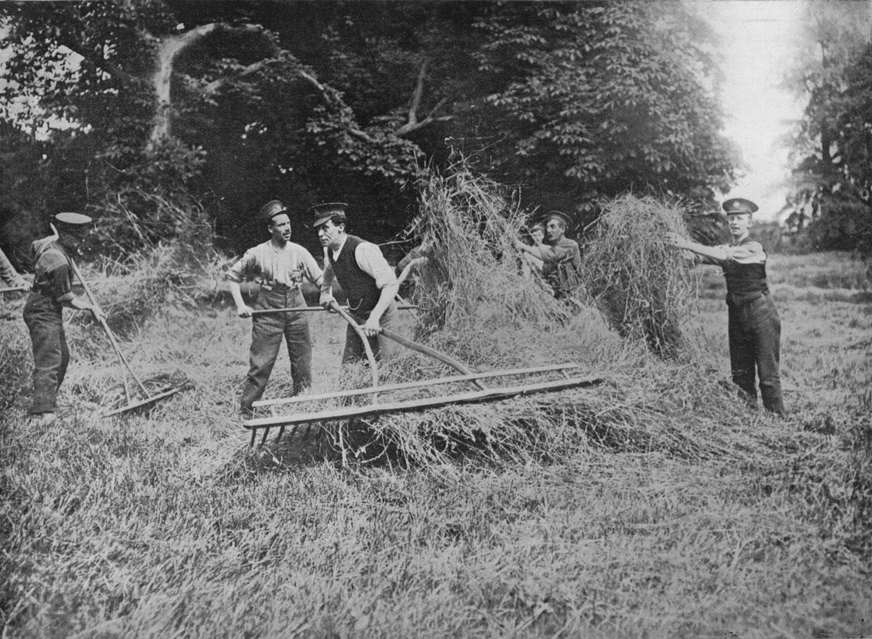 Soldater som hjälper bönderna genom att ta sig in i höet, 1915 av Unbekannt