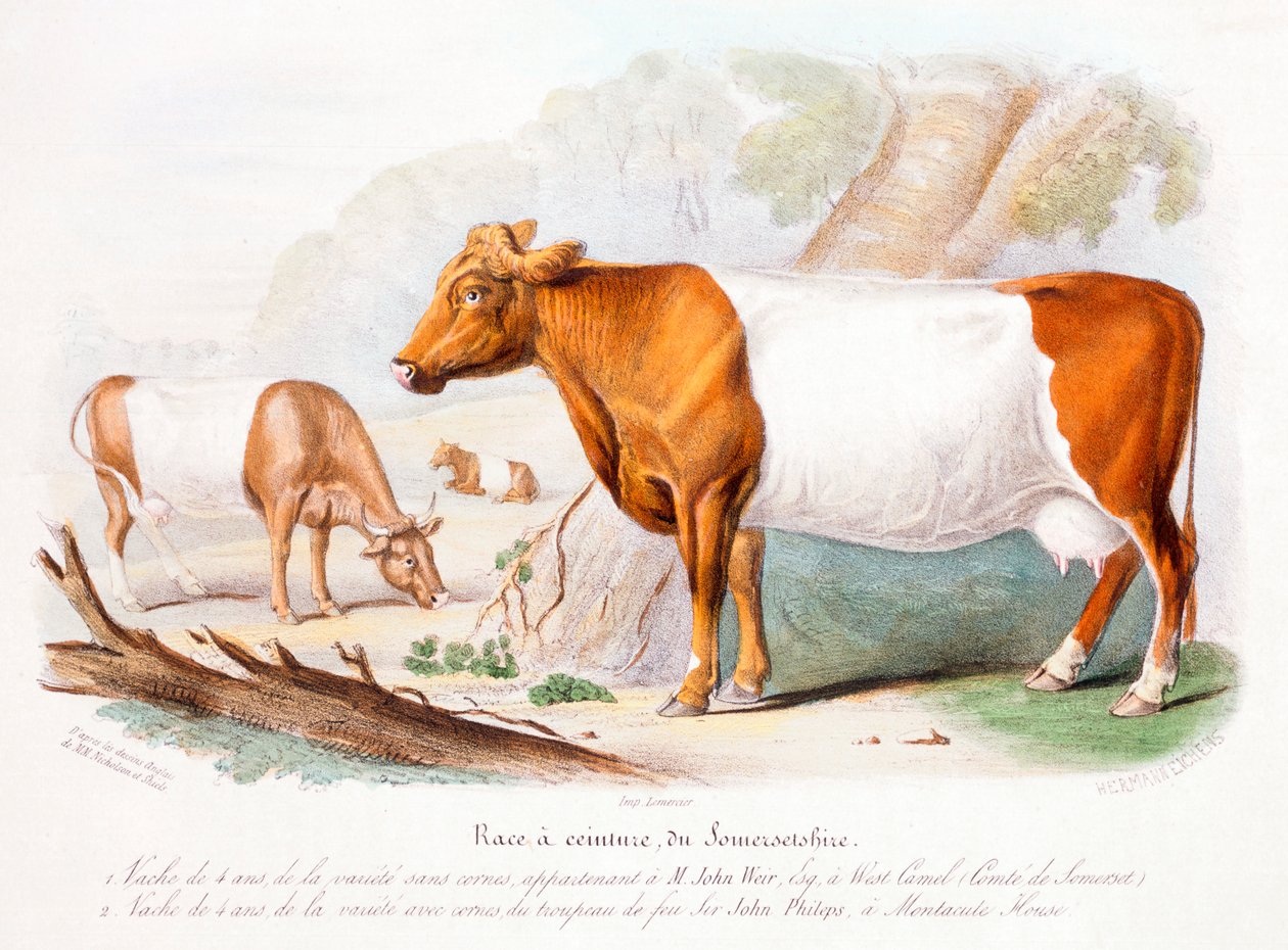 Somerset kor, 1842 av Unbekannt