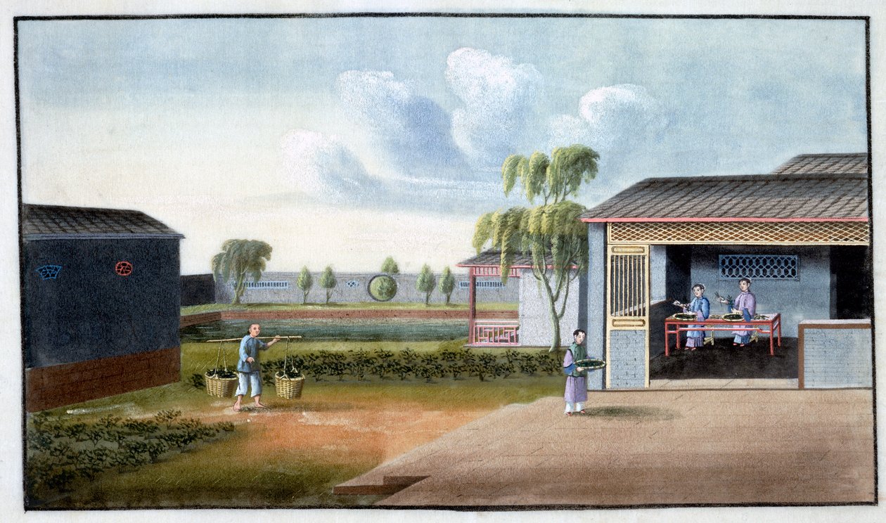 Tesortering, 1800-talet av Unbekannt