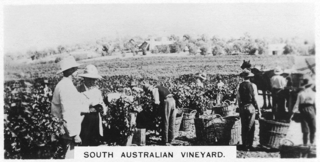 Sydaustraliens vingård, 1928 av Unbekannt