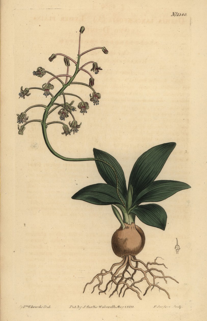 Sydindisk squill, Ledebouria revoluta (Lesser plain-leaved drimia, Drimia lanceaefolia) av Unbekannt