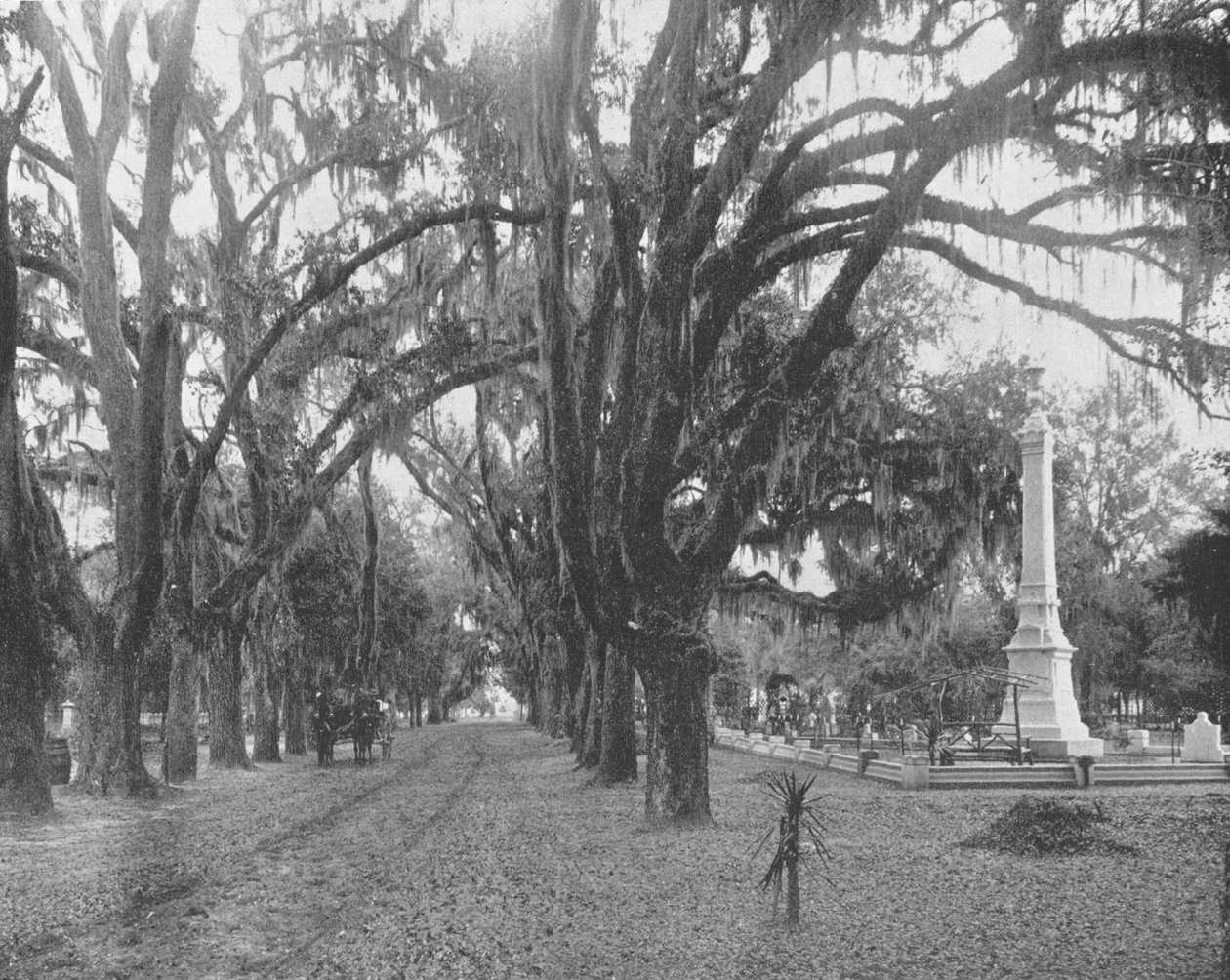 Spanish Moss på Live Oaks, Savannah, Georgia, USA, c1900. av Unbekannt