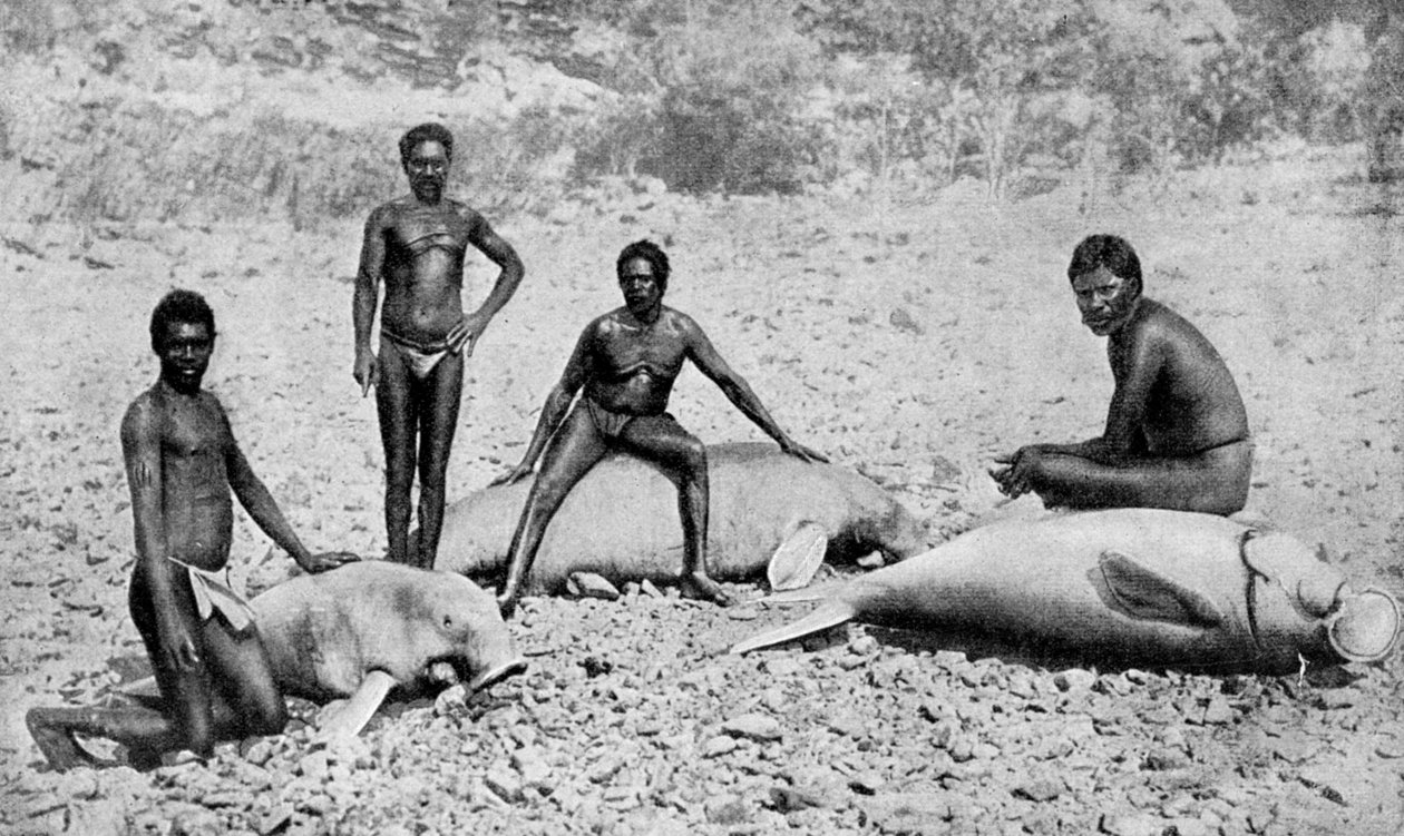 Speared manatee, nordvästra Australien, 1922 av Unbekannt