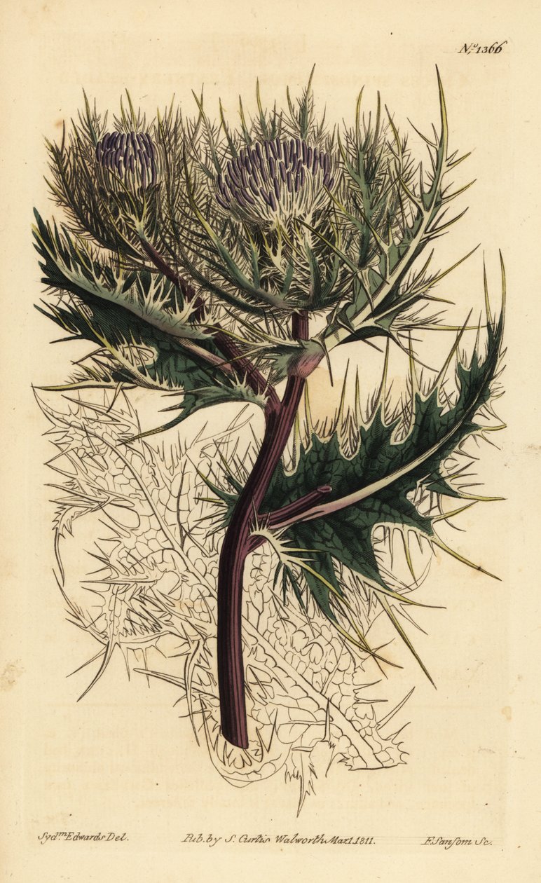 Spiniest tistel, Cirsium spinosissimum (fjäderhårig cnicus, Cnicus spinosissimus) av Unbekannt