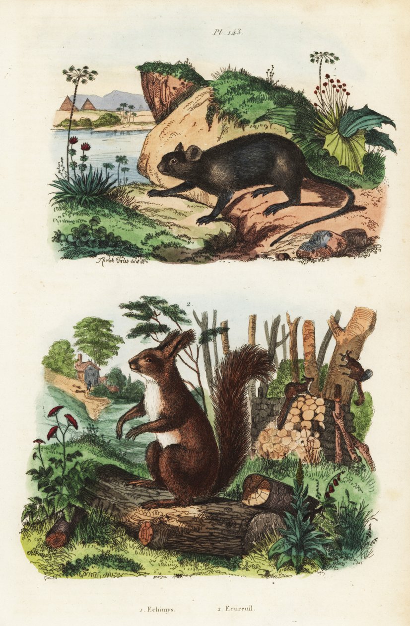 Taggig trädråtta, Echimys chrysurus 1 och eurasisk röd ekorre, Sciurus vulgaris av Unbekannt