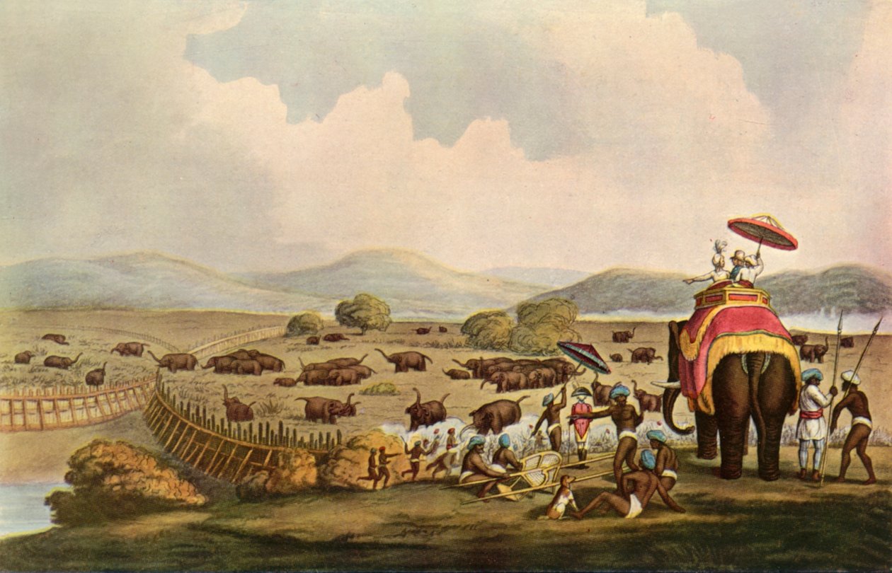 Sport i Indien - Driving Elephants Into A Keddah, c1808, 1901. av Unbekannt