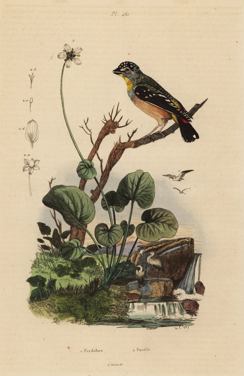 Fläckig pardalote, Pardalotus punctatus av Unbekannt