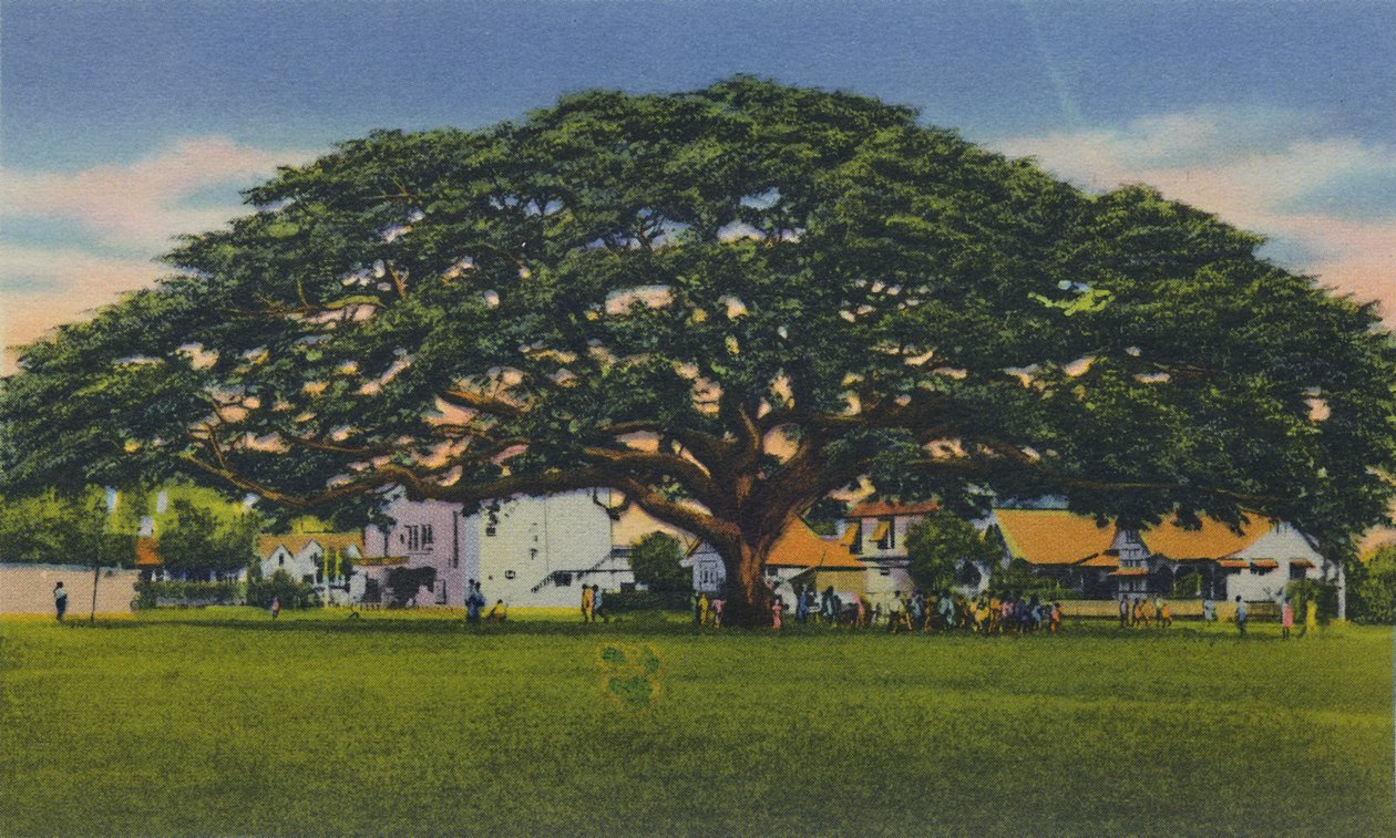 Spreading Samoan Tree, Trinidad, B.W.I., c1940-talet. av Unbekannt