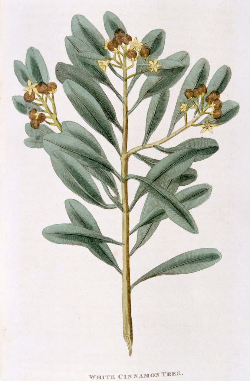Kvist vit kanel Canella alba, 1823 av Unbekannt