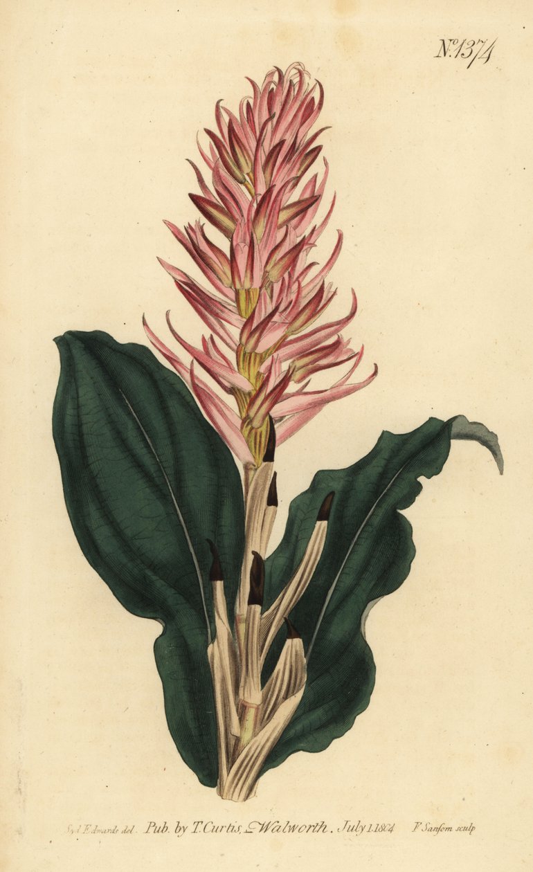 Stenorrhynchos speciosum orkidé (rödblommig neottia, Neottia speciosa) av Unbekannt