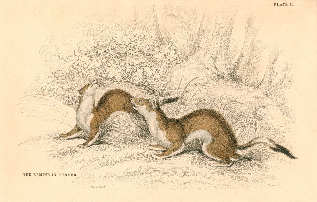Stoat Mustela erminea, medlem av vesslafamiljen, 1828 av Unbekannt