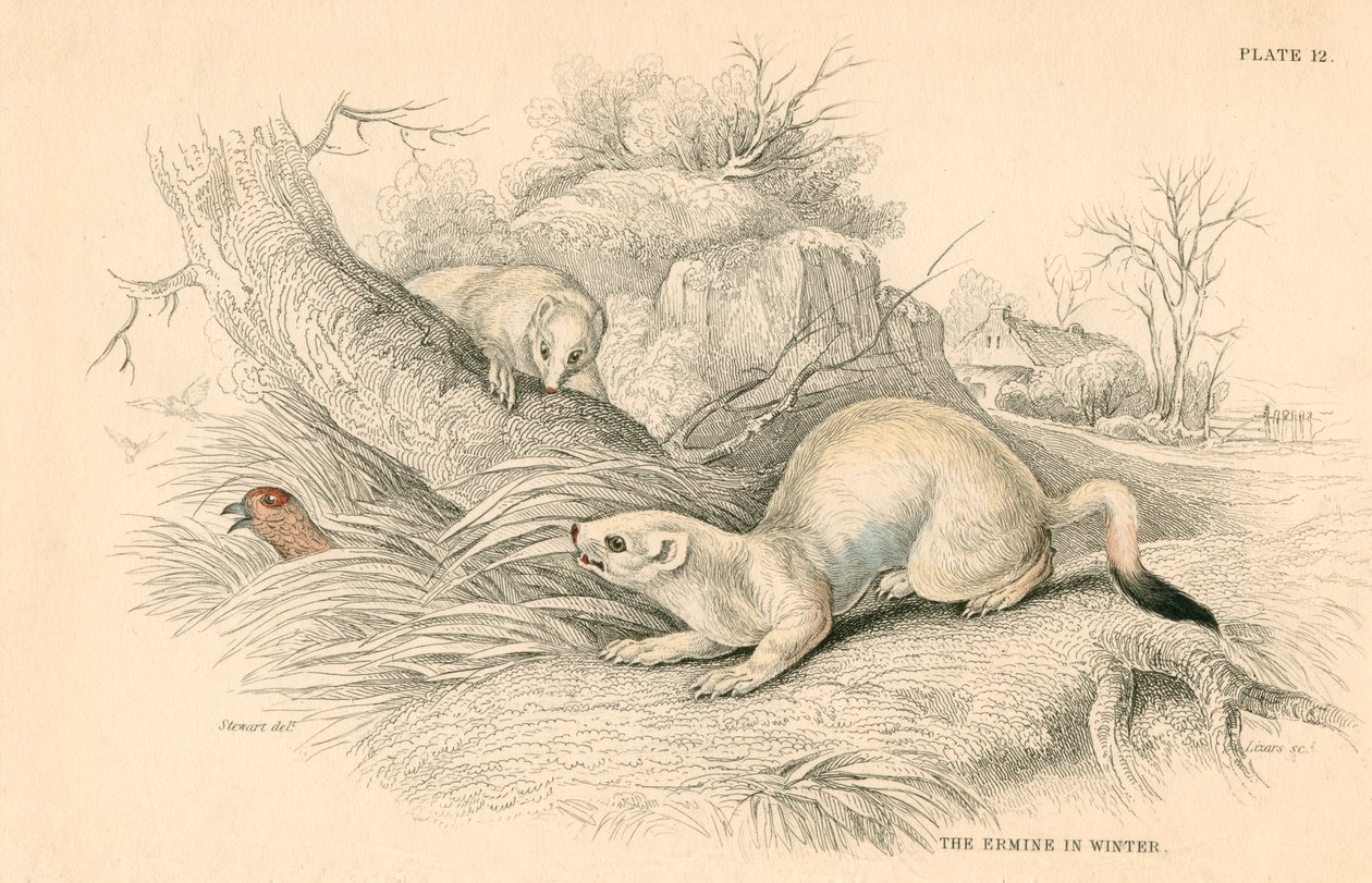 Stoat Mustela erminea, medlem av vesslafamiljen, 1828 av Unbekannt