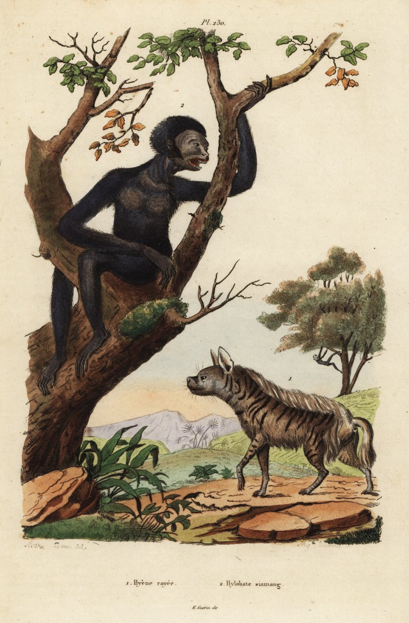 Randig hyena, Hyaena hyaena 1 och siamang, Symphalangus syndactylus, hotad 2 av Unbekannt