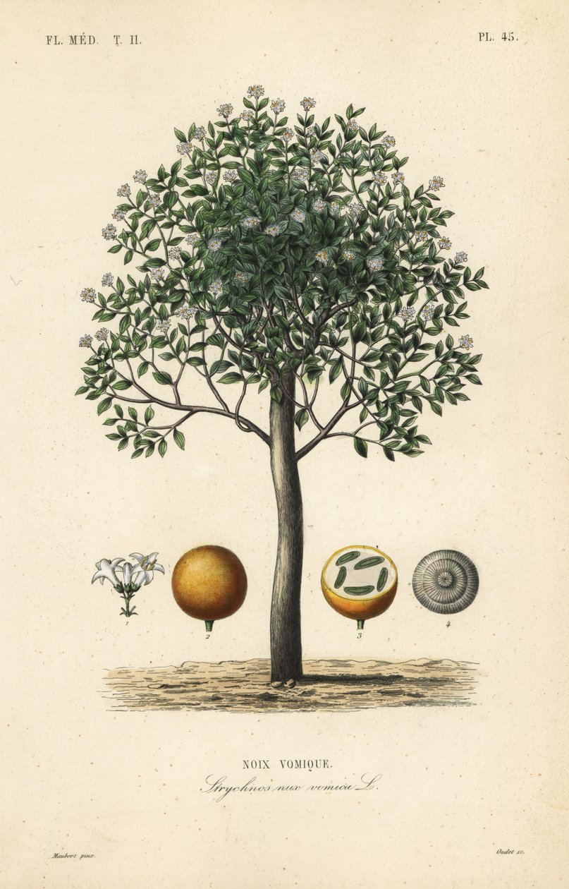 Strychnine tree, nux vomica, giftnöt eller semen strychnos, Strychnos nux-vomica, Noix vomique av Unbekannt